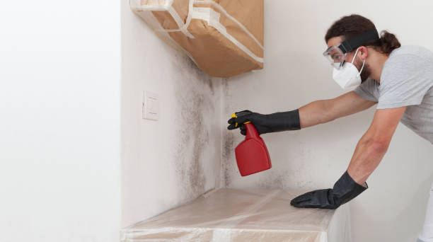 Professional Basement Mold Removal technician working in Bedminster, NJ
