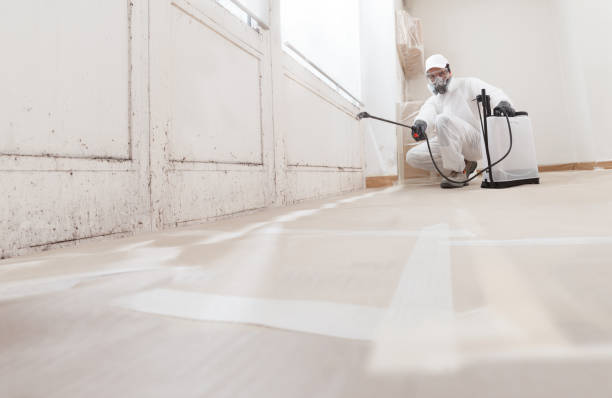 24/7 Emergency Basement Mold Removal experts in Bedminster, NJ