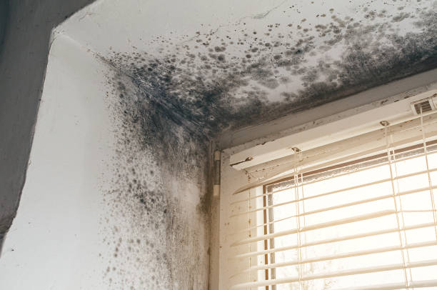 Affordable Basement Mold Removal solutions in Bedminster, NJ