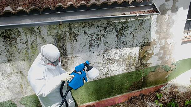 Top rated local Basement Mold Removal specialists in Bedminster, NJ